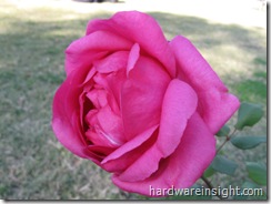 rose flower close view