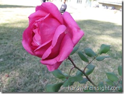 rose flower photo