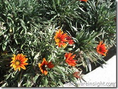 flowers sht by canon